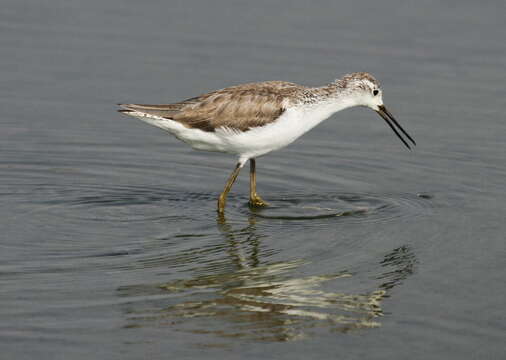 Image of Common Greenshank