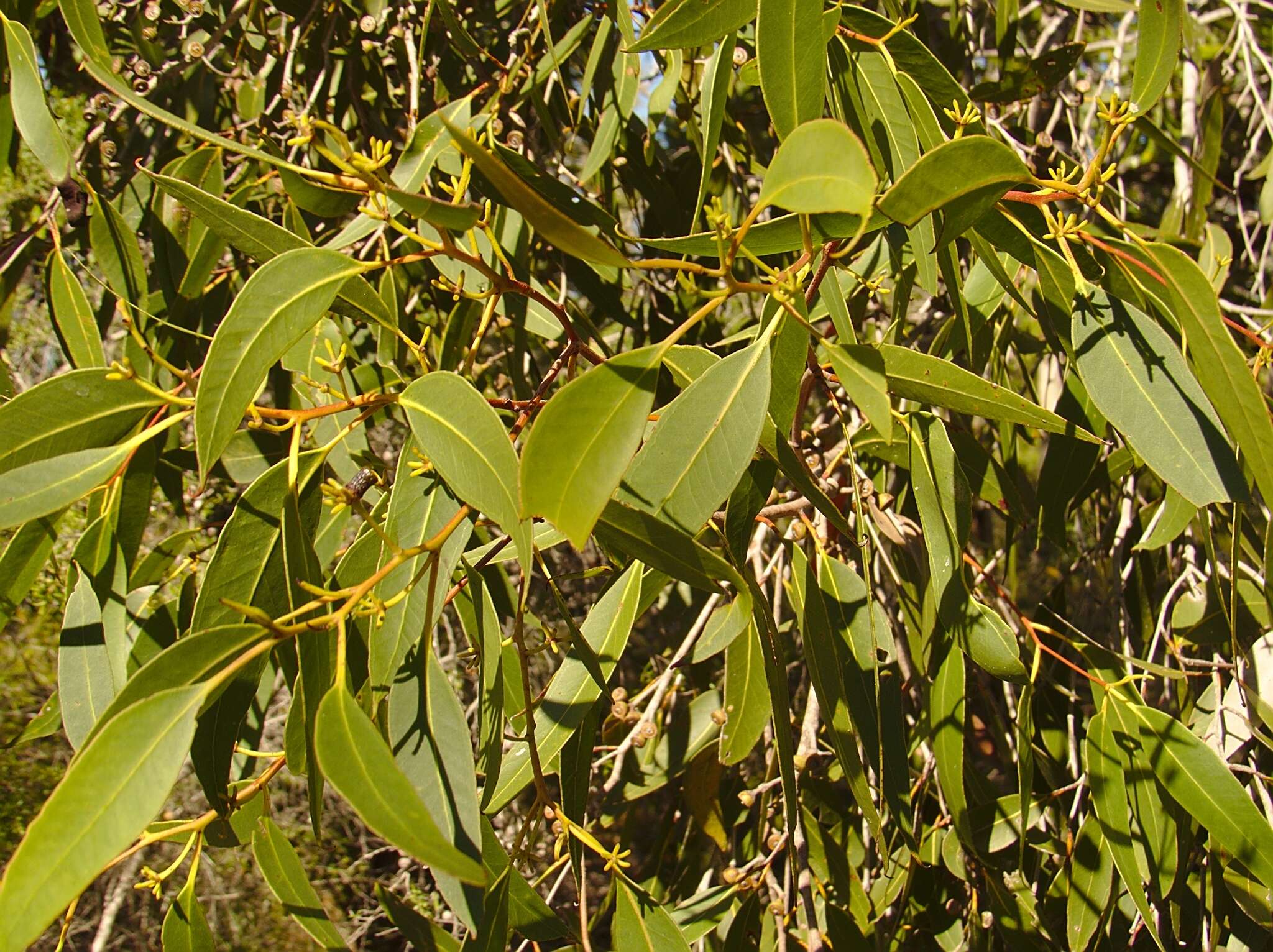 Слика од Eucalyptus latisinensis K. D. Hill