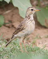 Image of African Pipit