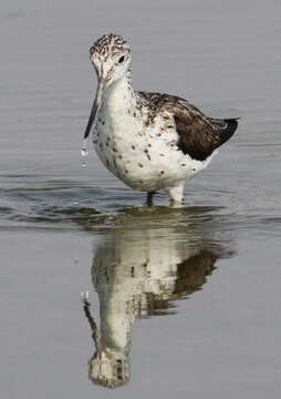 Image of Common Greenshank