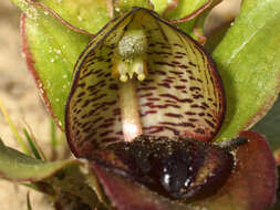 Image of Satyrium pumilum Thunb.