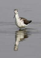 Image of Common Greenshank