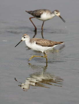 Image of Marsh Sandpiper