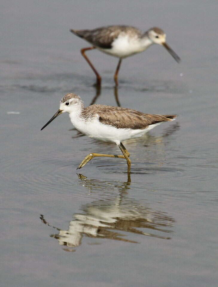 Image of Marsh Sandpiper