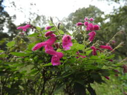 Salvia curviflora Benth. resmi