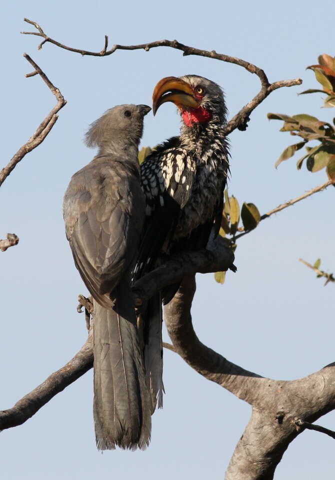 Image of Grey Go-away-bird