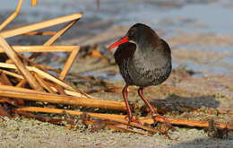 Image of African Rail