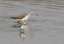 Image of Common Greenshank