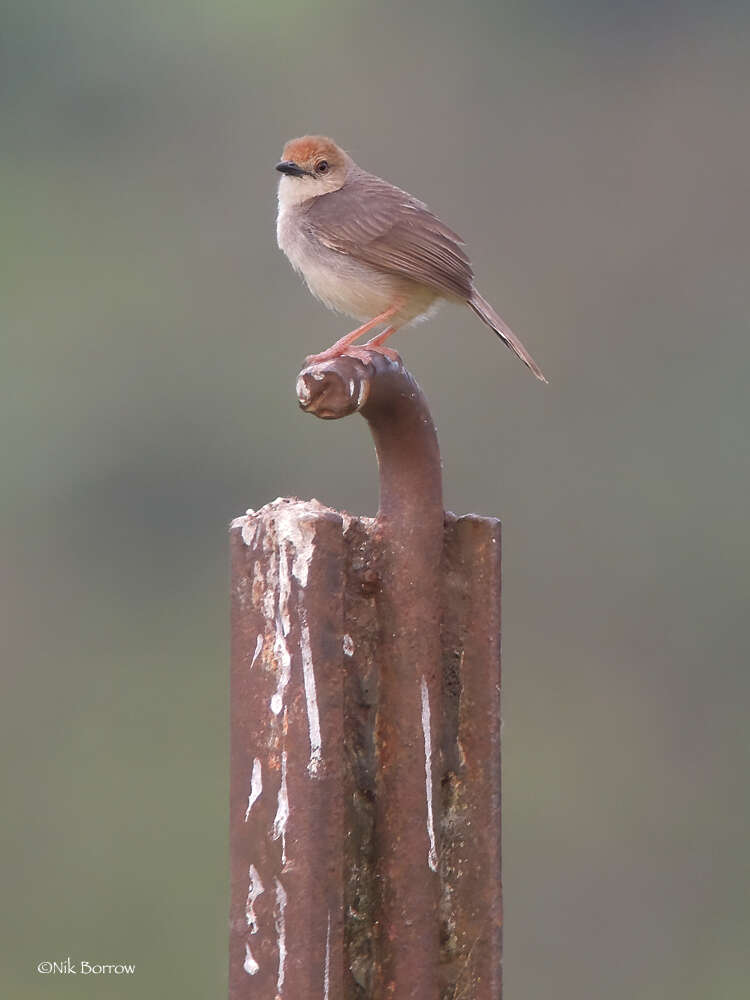 Image of Chattering Cisticola