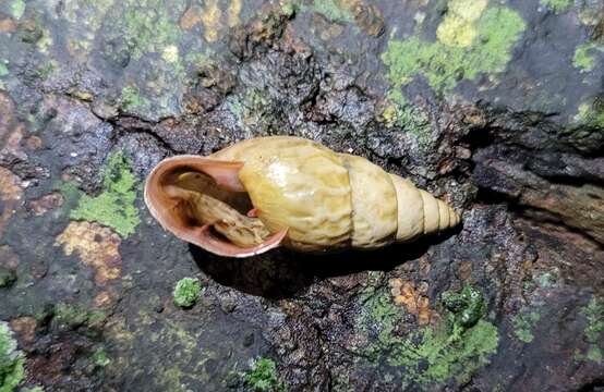 Image of Burringtonia exesa