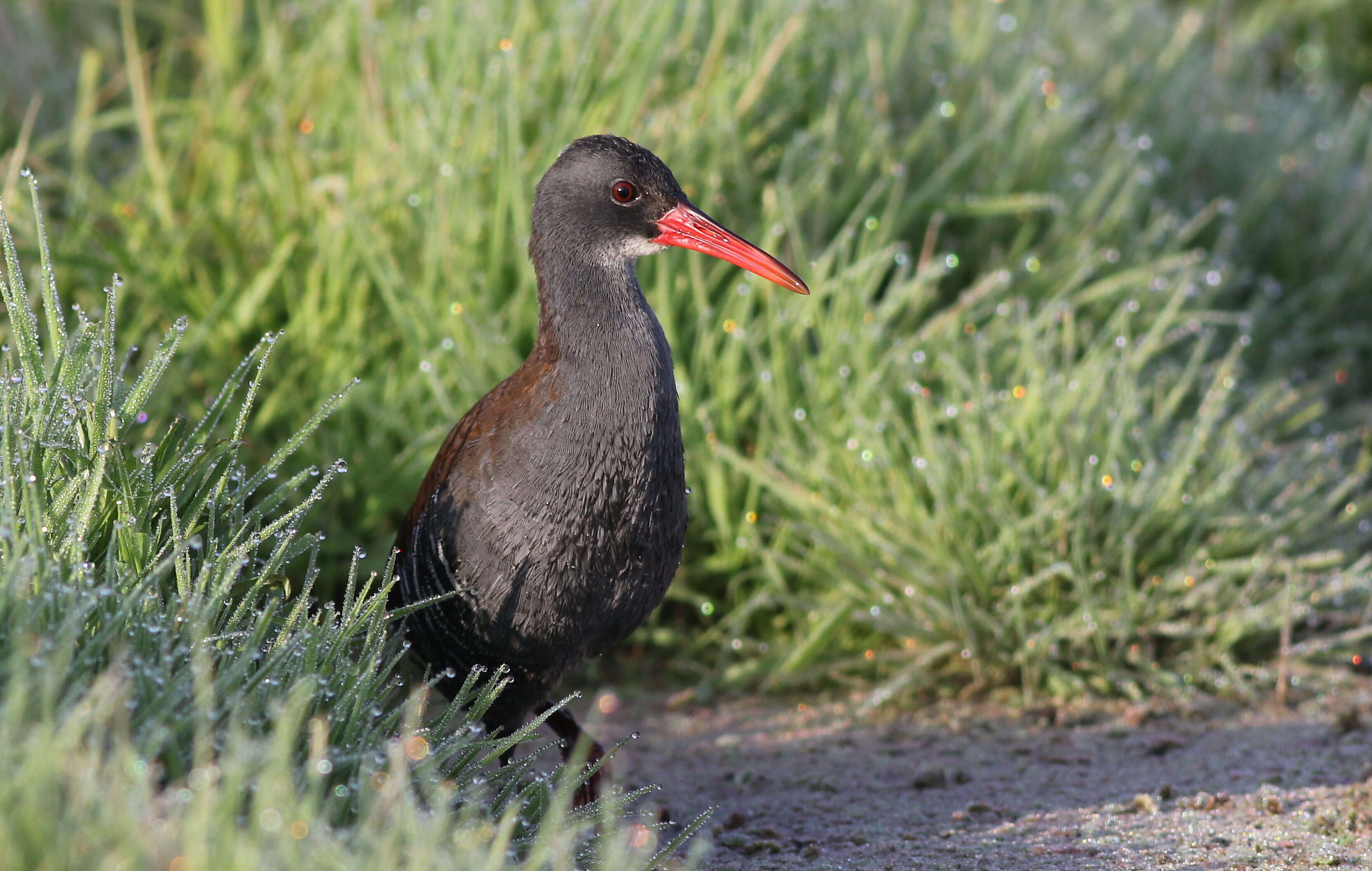 Image of African Rail