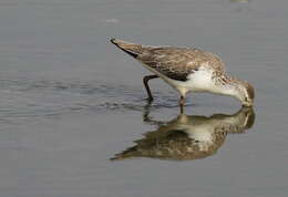 Image of Marsh Sandpiper