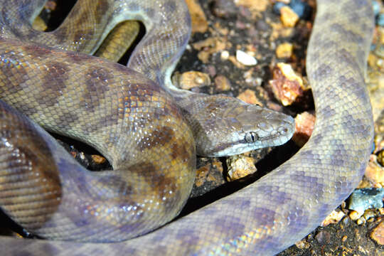 Image of Children's Python