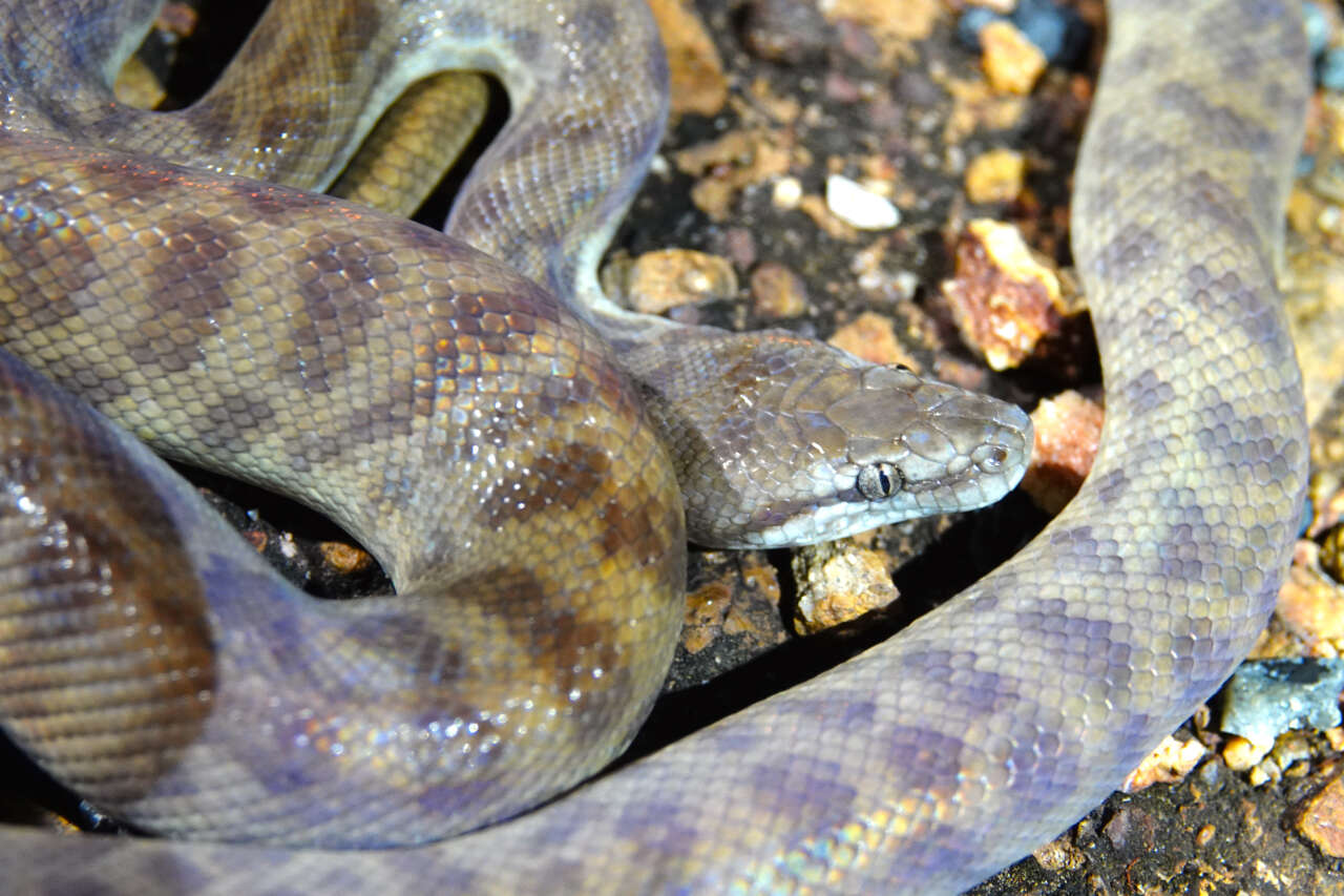 Image of Children's Python