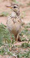 Image of African Pipit