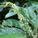 Image of Mareya micrantha (Benth.) Müll. Arg.