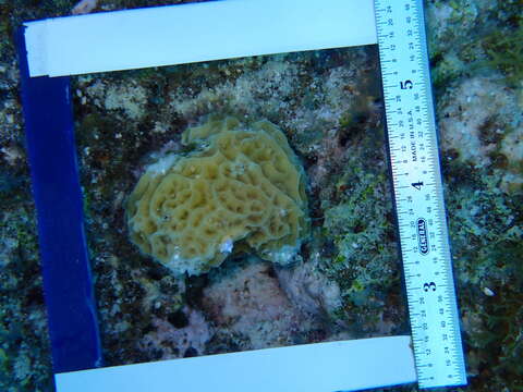 Image of Golfball coral