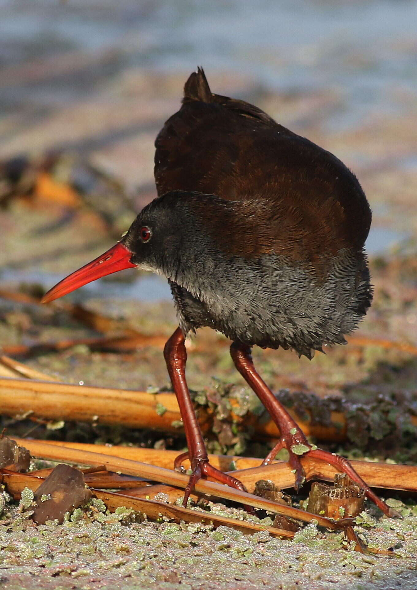 Image of African Rail