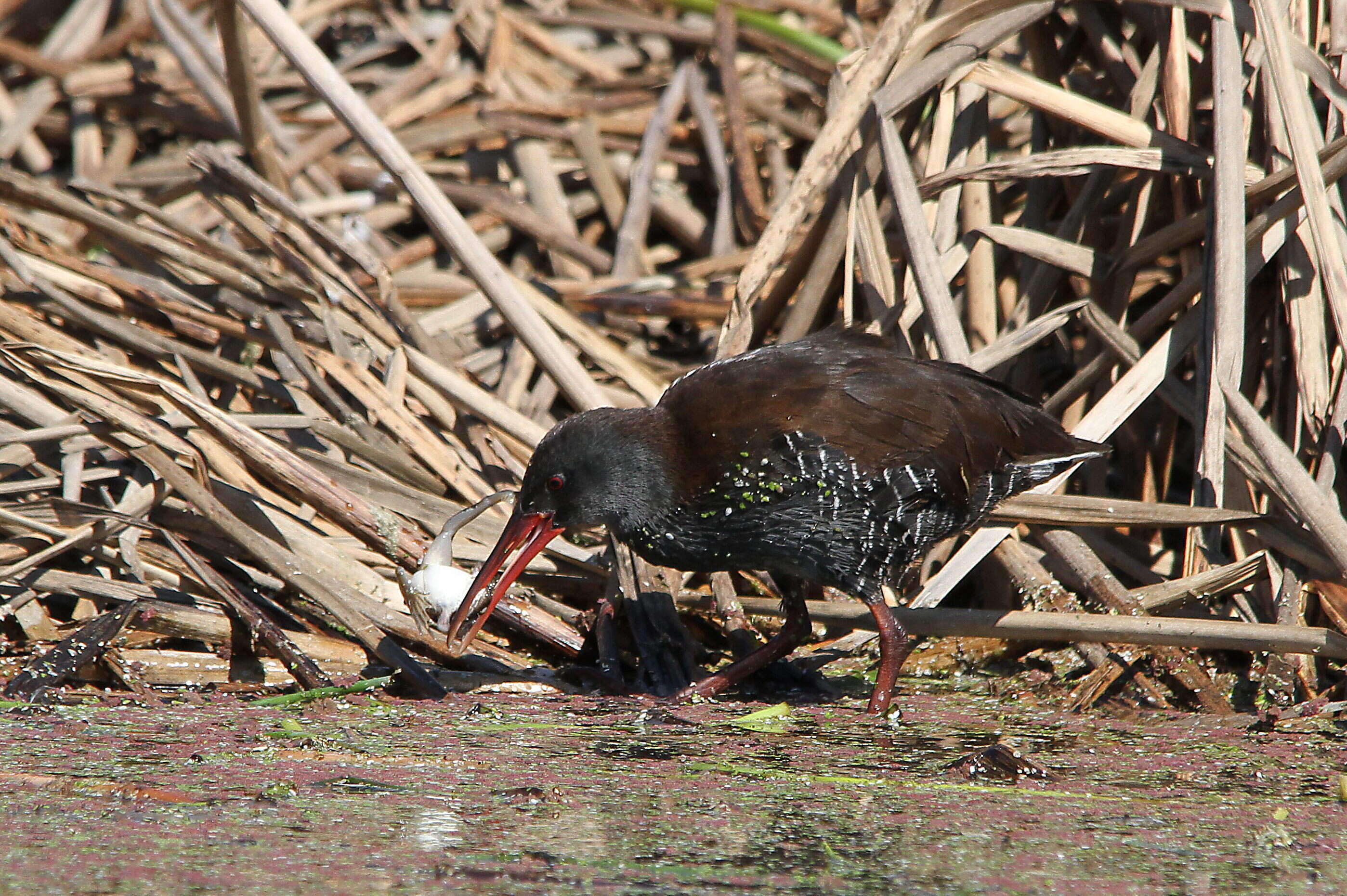 Image of African Rail