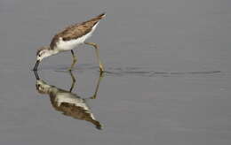 Image of Marsh Sandpiper