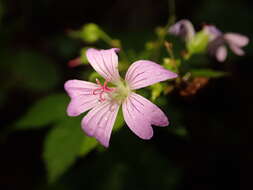 Imagem de Geranium nodosum L.