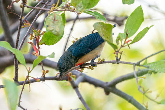 Image of Fire-breasted Flowerpecker