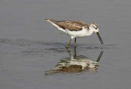 Image of Marsh Sandpiper