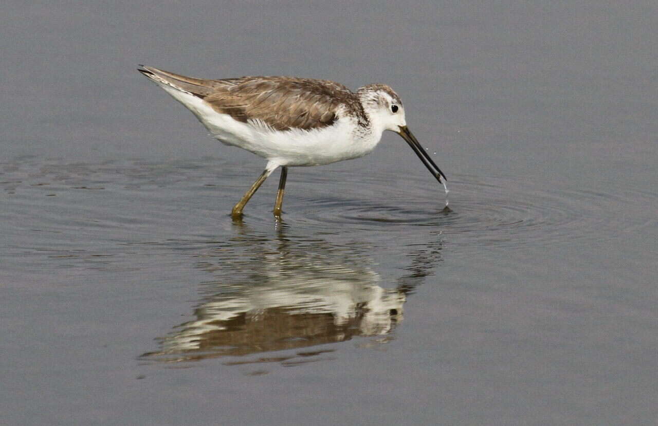 Image of Marsh Sandpiper