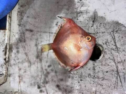 Image of Boarfish