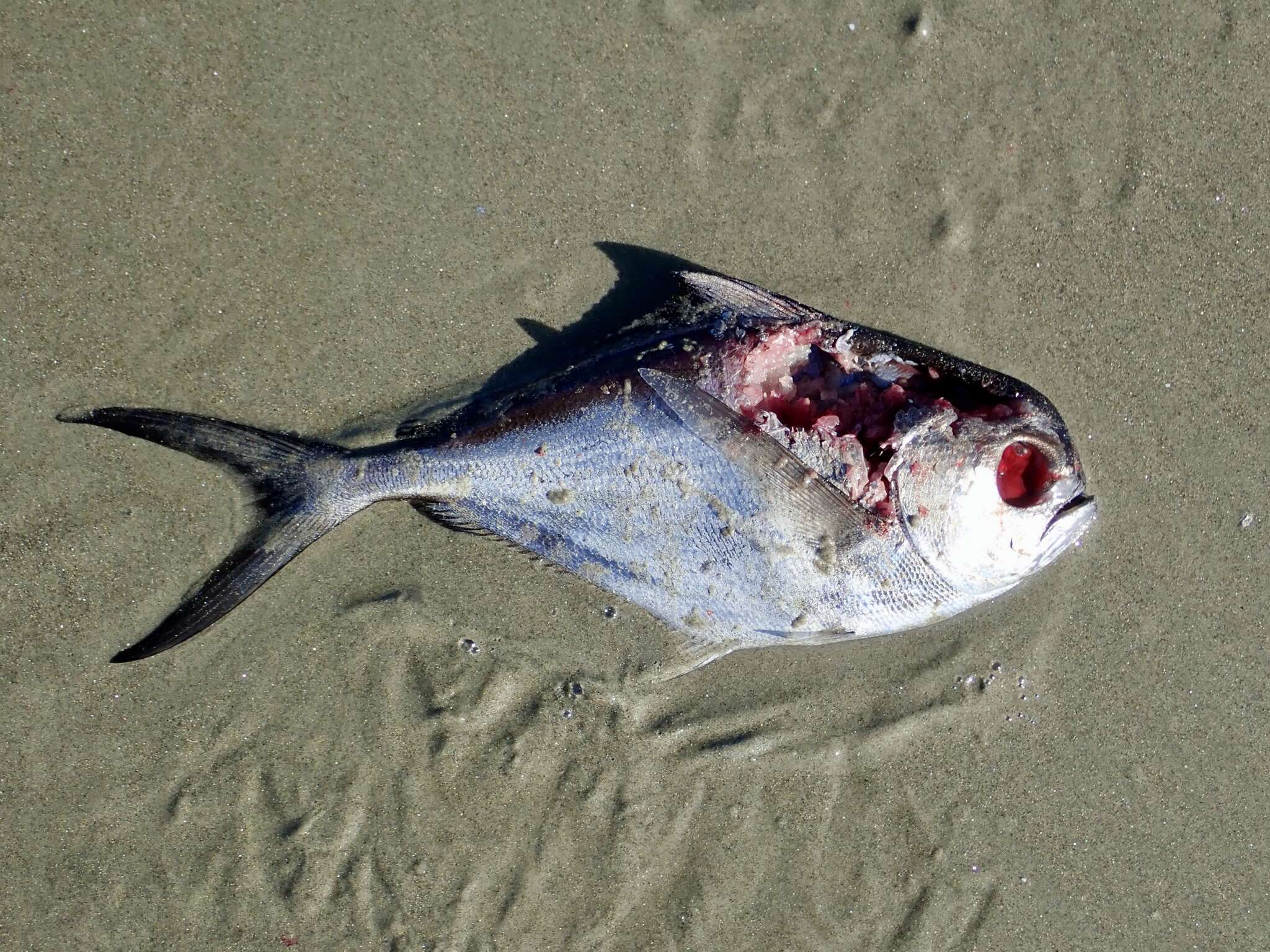 Image of Southern ray&#39;s bream