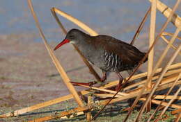 Image of African Rail