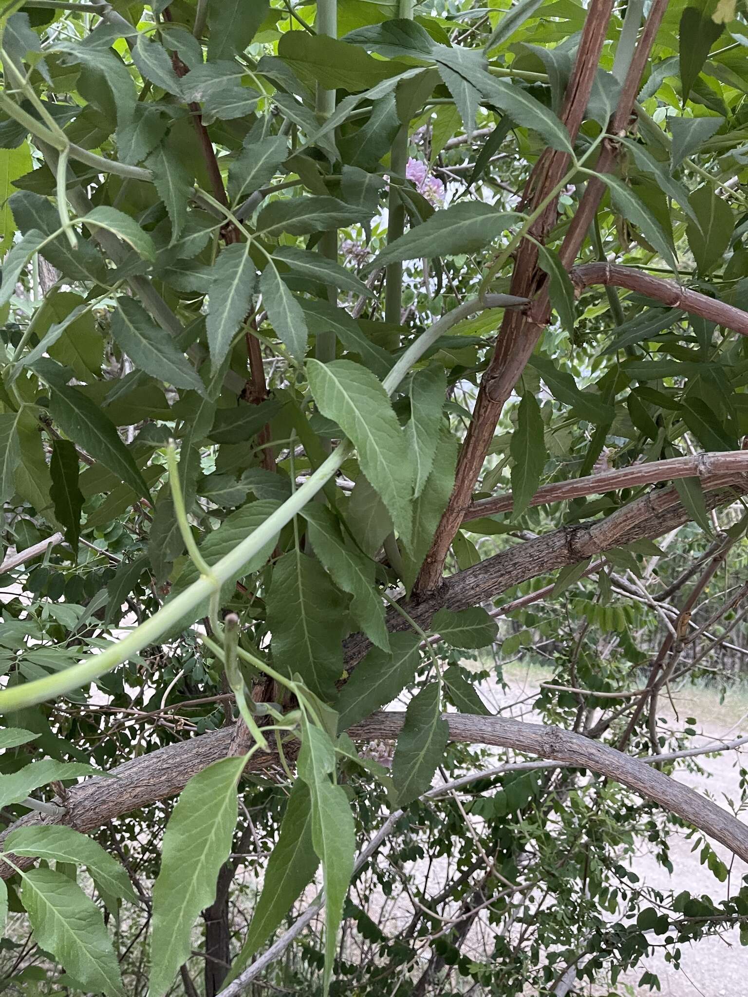 Plancia ëd Sambucus cerulea var. neomexicana