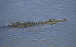 Image of Nile crocodile