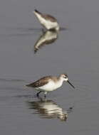 Image of Marsh Sandpiper