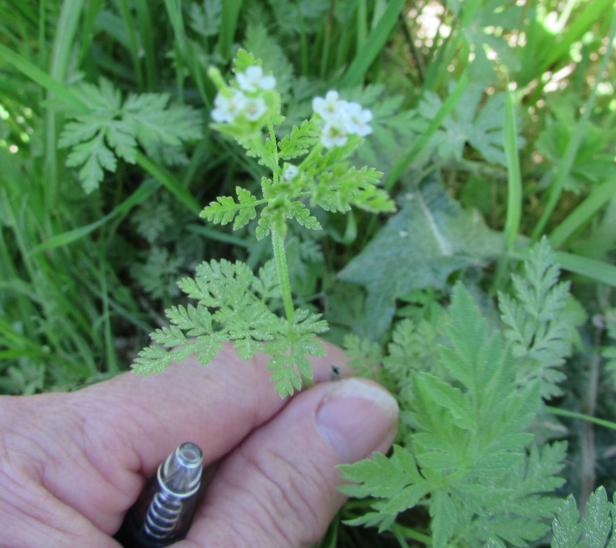 Image of hairyfruit chervil