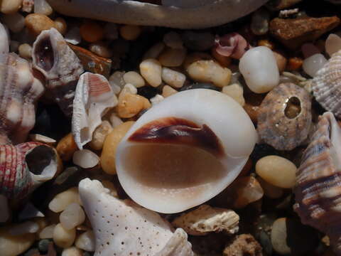 Image of black-mouth moonsnail