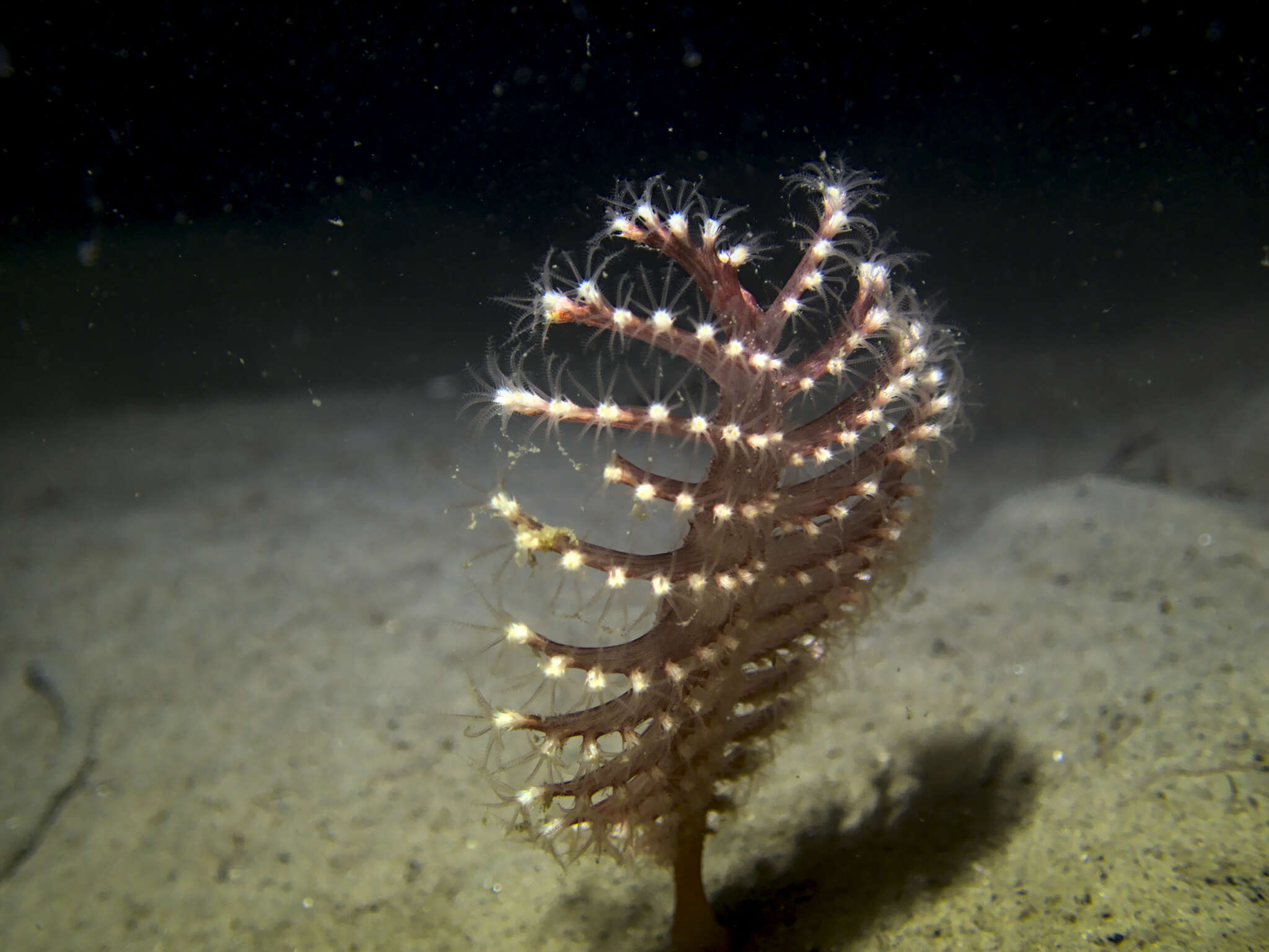 Image of luminescent sea-pen