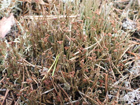 Image of Cladonia gracilis subsp. gracilis