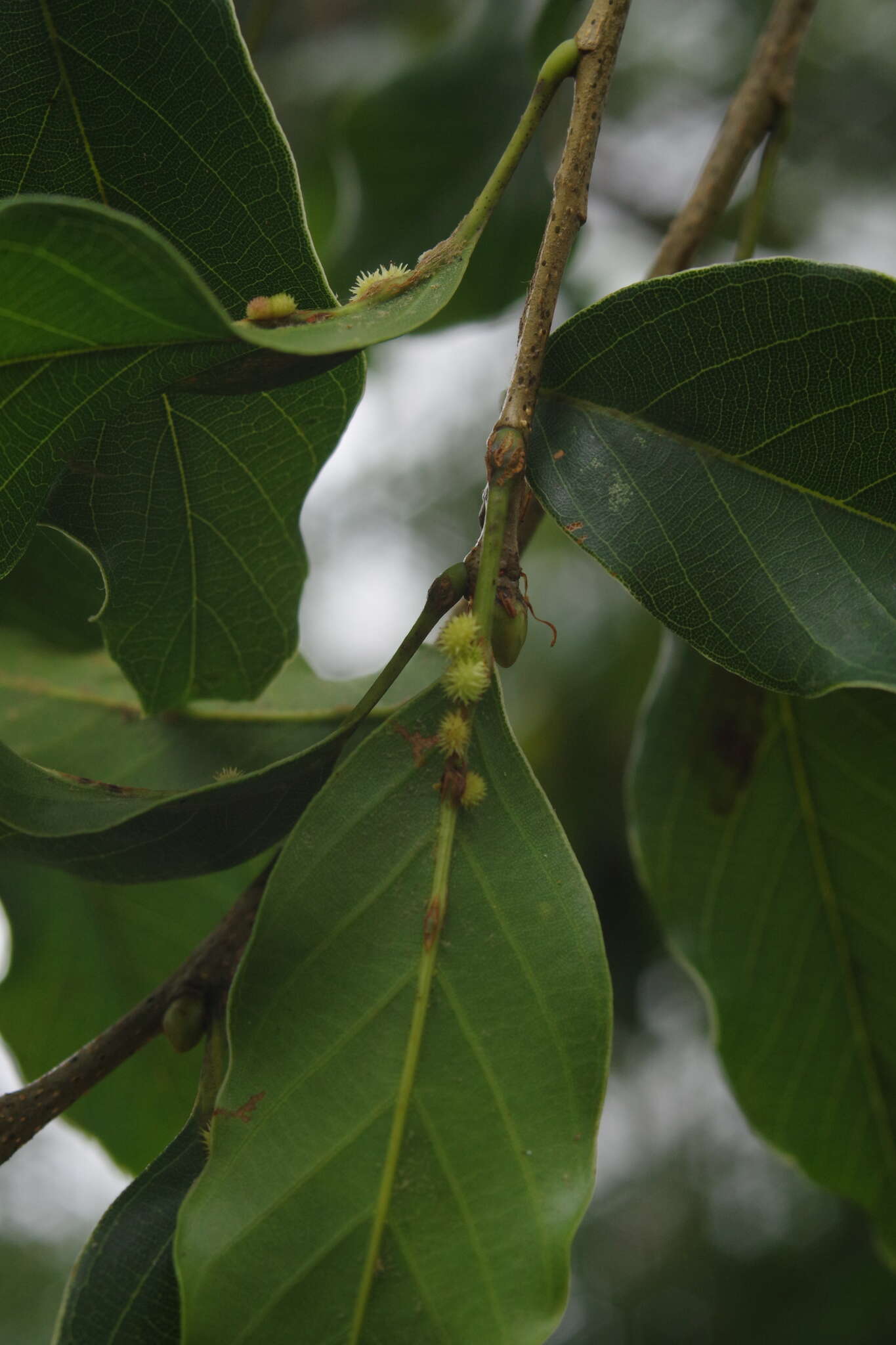 Plancia ëd Quercus morii Hayata