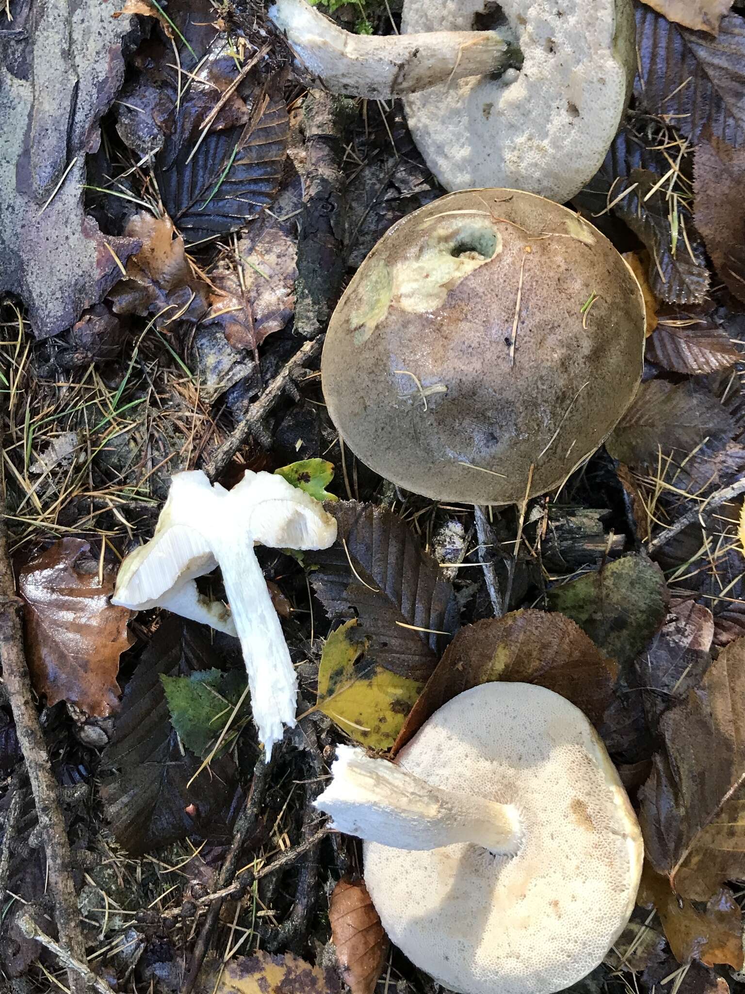 Image of Leccinum cyaneobasileucum Lannoy & Estadès 1991