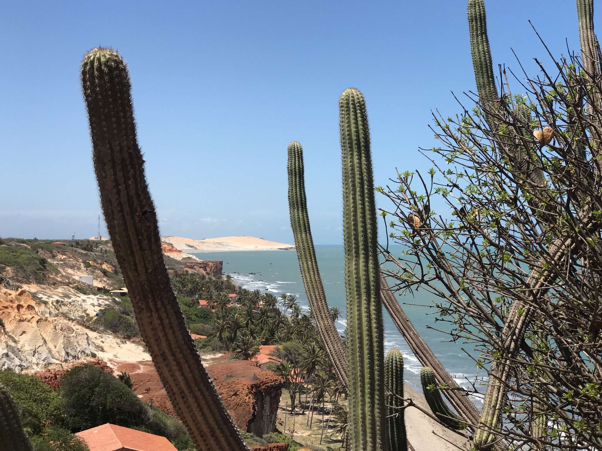 Imagem de Pilosocereus catingicola subsp. salvadorensis (Werderm.) Zappi