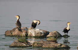 Image of White-breasted Cormorant