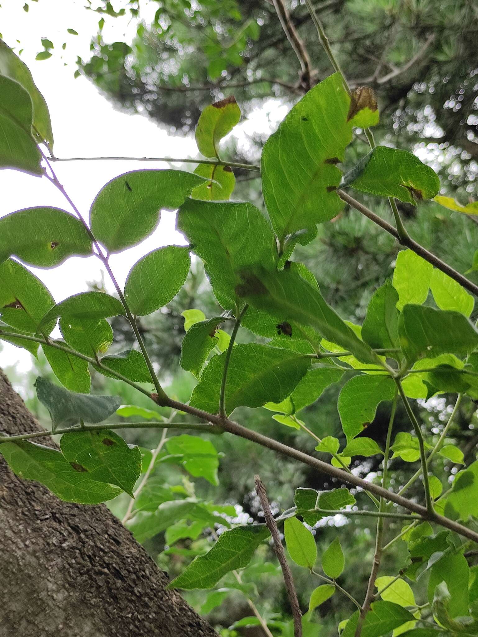 Image of bee-bee tree