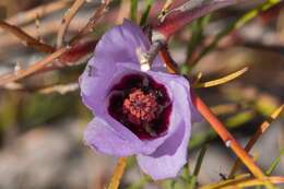 Image of Hibiscus hakeifolius Giordano