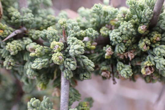 Image of Asparagus capensis var. litoralis Suess. & Karling