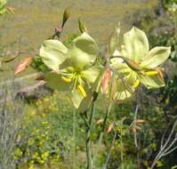 Image of Menodora juncea Harv.