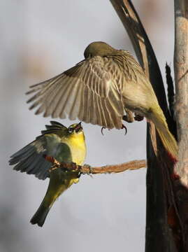 Image of African Masked Weaver