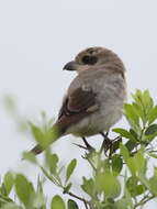 Image of Lesser Grey Shrike