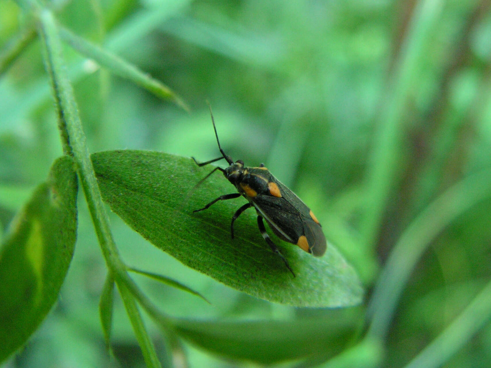 Image of Capsodes flavomarginatus (Donovan 1798)