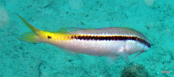 Image of Forsskal&#39;s goatfish